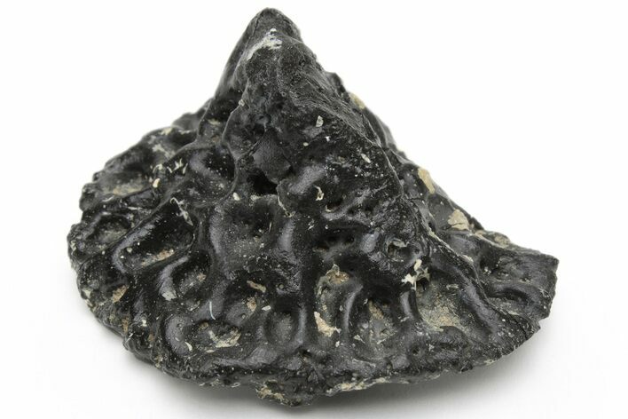 Fossil Alligator Dermal Scute - Florida #228341